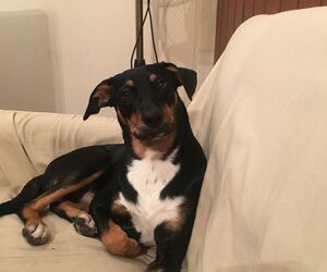 juan pablo