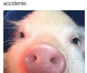 javier